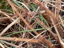 Lippia rehmannii leafless lower stems